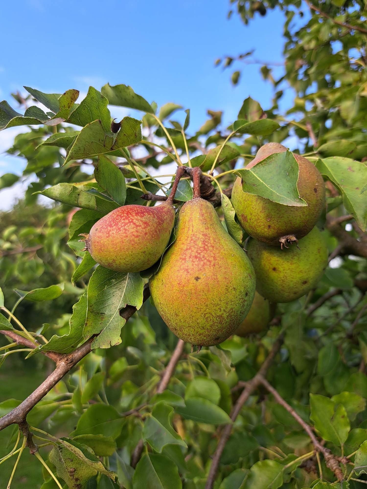 Fruitbomen op Camping in de Betuwe