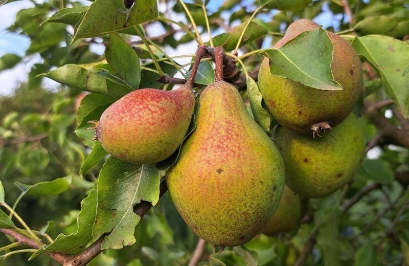Fruitbomen bij camping in de betuwe