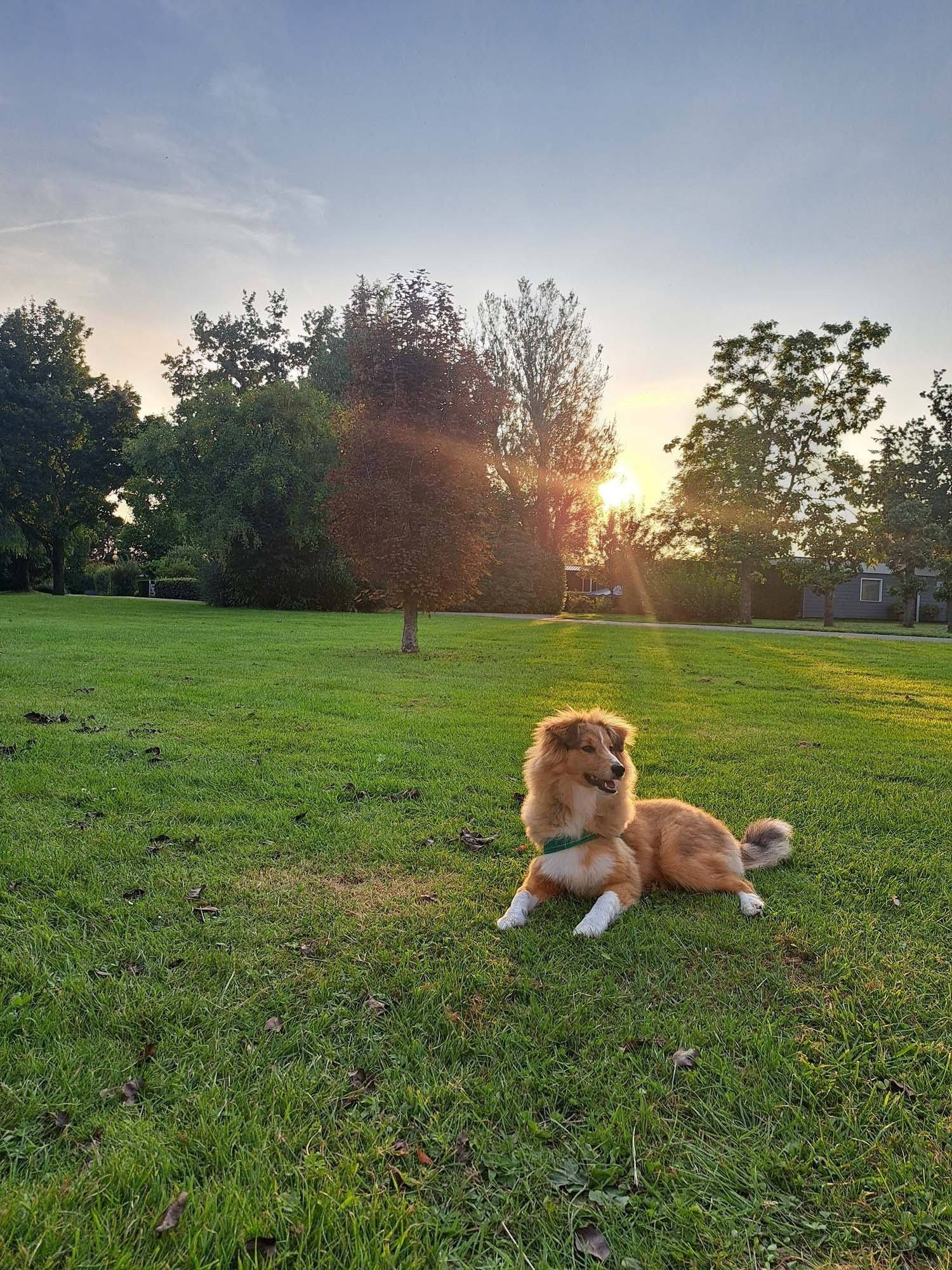 Kamperen met hond op camping in de Betuwe