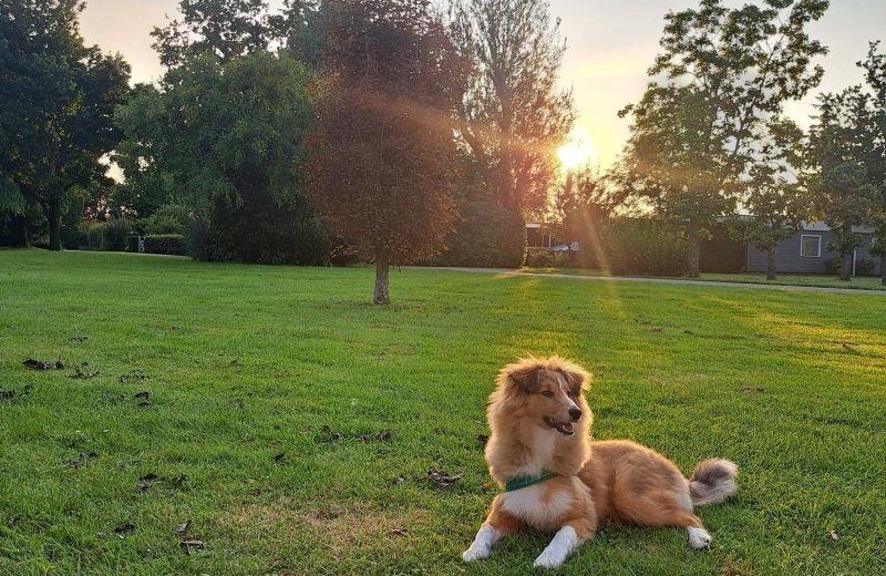 Op vakantie met de hond bij camping in de betuwe